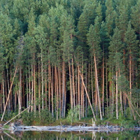 Северный лес в строительстве
